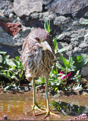 Nycticorax nycticorax