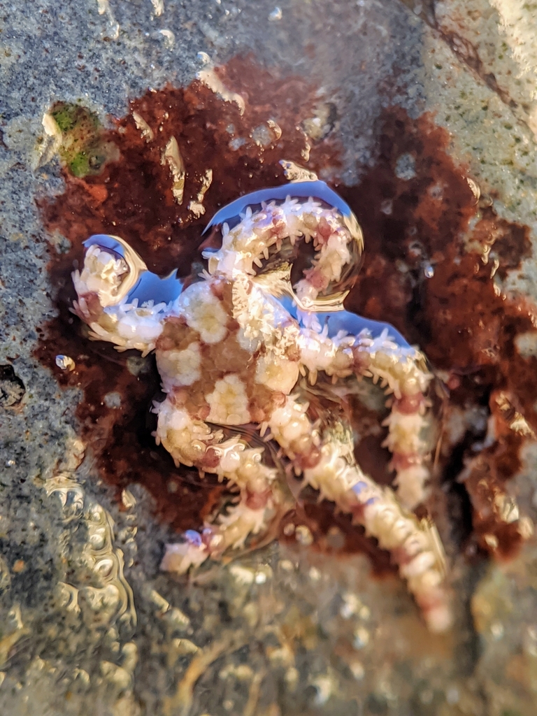 Diablo Brittle Star