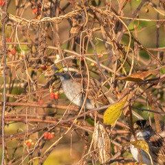 Zonotrichia albicollis