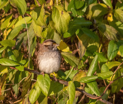 Zonotrichia albicollis