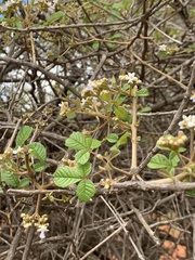 Vitex patula