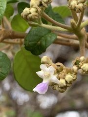 Vitex patula