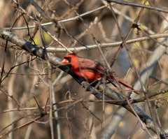 Cardinalis cardinalis
