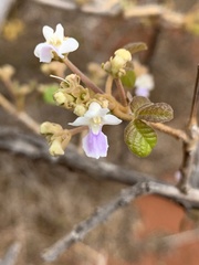 Vitex patula