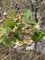 Vitex patula