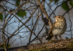 Catharus guttatus