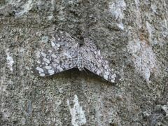 Hamadryas feronia