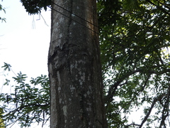 Hamadryas feronia