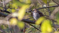 Zonotrichia albicollis