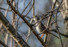 Zonotrichia albicollis