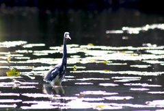 Egretta tricolor