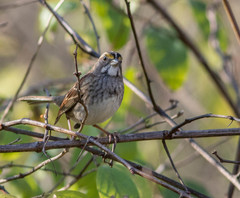 Zonotrichia albicollis
