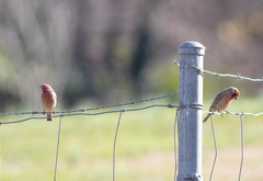 Haemorhous mexicanus