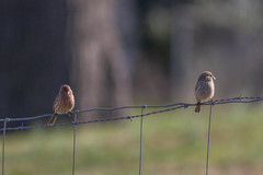 Haemorhous mexicanus