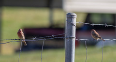 Haemorhous mexicanus