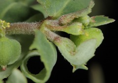 Euphorbia rayturneri