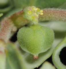 Euphorbia rayturneri