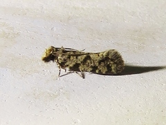 Amydria margoriella