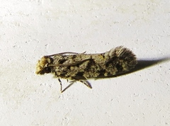 Amydria margoriella