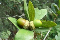Quercus sebifera