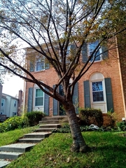Zelkova