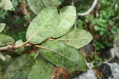 Quercus sebifera