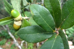 Quercus sebifera