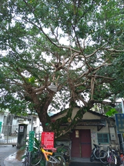 Ficus microcarpa microcarpa
