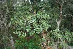 Quercus sebifera