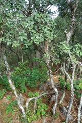 Quercus sebifera