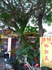 Ficus microcarpa microcarpa