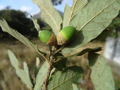 Quercus clivicola