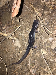 Plethodon metcalfi