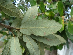 Quercus clivicola