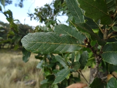 Quercus clivicola