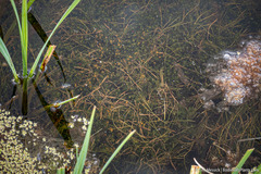 Nitella blankinshipii