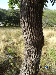 Quercus clivicola