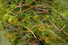 Nitella blankinshipii
