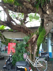 Ficus microcarpa microcarpa