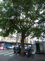 Ficus microcarpa microcarpa