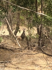 Macropus