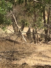 Macropus