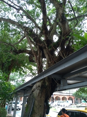 Ficus microcarpa microcarpa