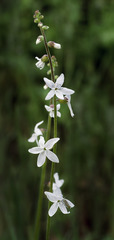 Lithophragma bolanderi