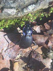 Carabus sylvosus