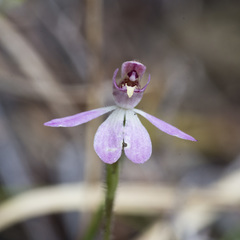 Caladenia bartlettii