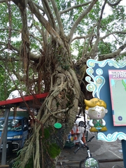 Ficus microcarpa microcarpa