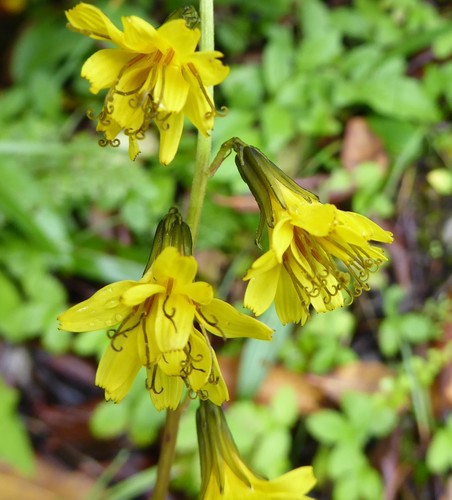 Youngia racemifera