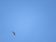 Buteo jamaicensis