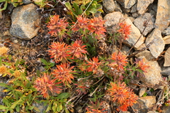 Castilleja rupicola